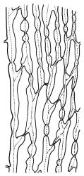 Campylopus clavatus, laminal cells, c. 800 µm above insertion. Drawn from T.W.N. Beckett 1047, CHR 608250.
 Image: R.C. Wagstaff © Landcare Research 2018 